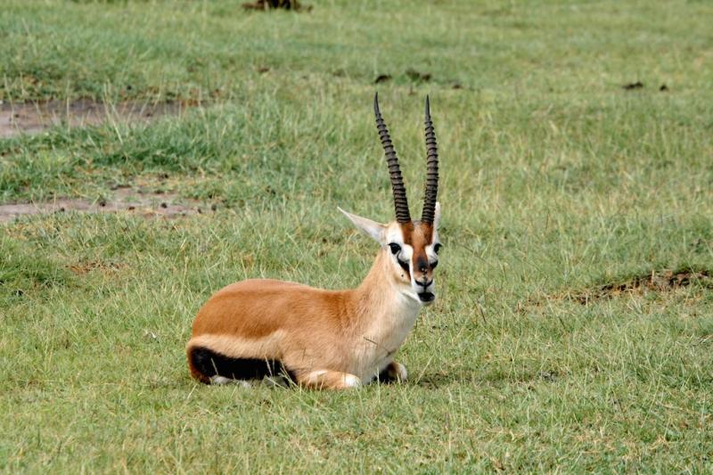 Wreck Arbejdskraft svovl Paul Bischof :: Red-fronted gazelle (Gazella rufifrons)