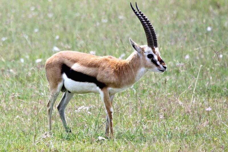 Wreck Arbejdskraft svovl Paul Bischof :: Red-fronted gazelle (Gazella rufifrons)